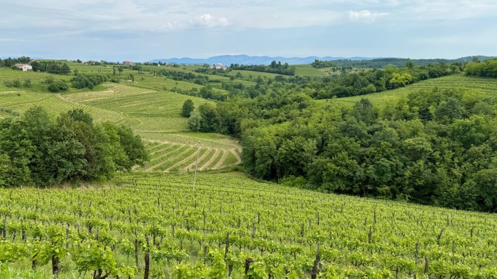 A picturesque view of rolling vineyards in the Collio region of Italy, surrounded by lush greenery and distant mountains under a cloudy sky.