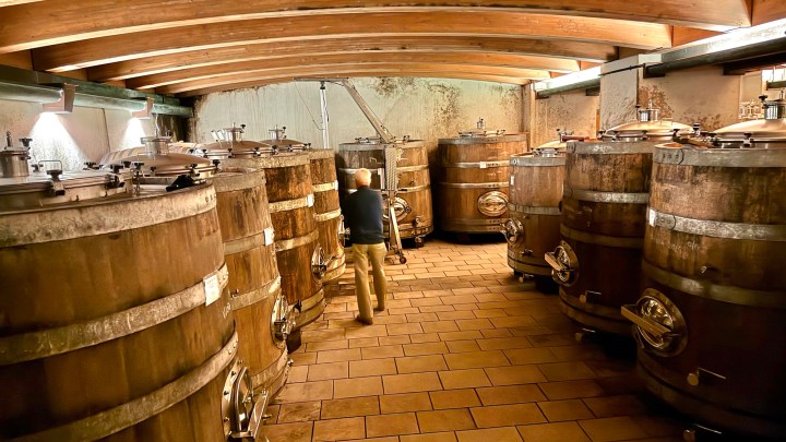 A person inspecting large oak fermentation barrels in a winery cellar with wooden beams overhead.