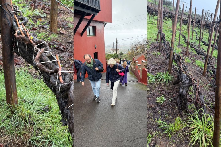 A collage image featuring grapevines with trellis systems, visitors walking towards a building in a vineyard setting on a cloudy day, and close-ups of vineyard plants along a path.