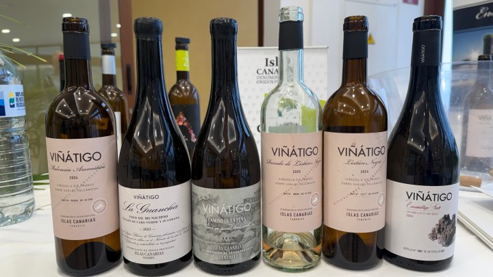 A collection of six different bottles of wine labeled 'Viñátigo' from the Canary Islands, featuring various types such as white and red wines.