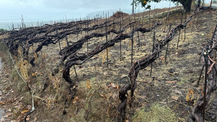 A vineyard with twisted grapevines on a hillside, showing barren soil and sparse vegetation under a cloudy sky.