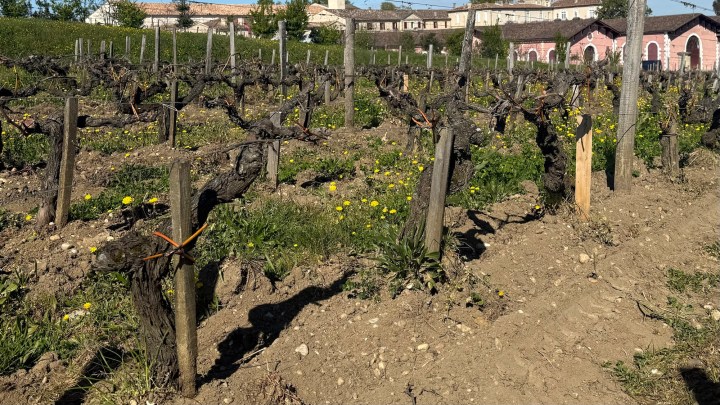 A vineyard with bare grapevines on wooden stakes, surrounded by green grass and yellow flowers, set against a backdrop of rustic buildings under clear blue skies.